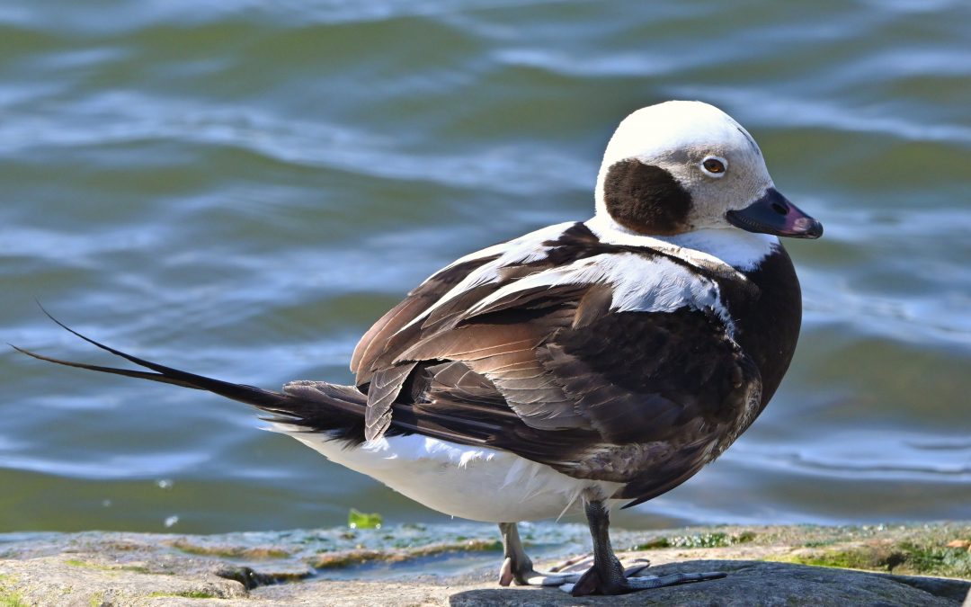 Alfågel | Long-tailed Duck | Clangula hyemalis