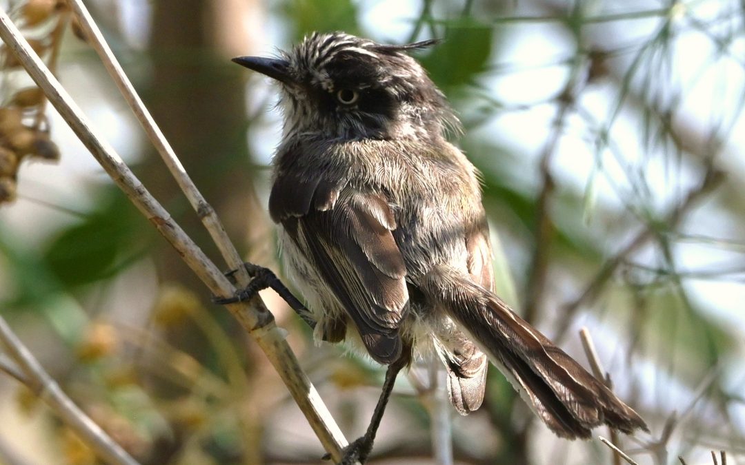 Cachudito | Tufted Tit-Tyrant | Anairetes parulus
