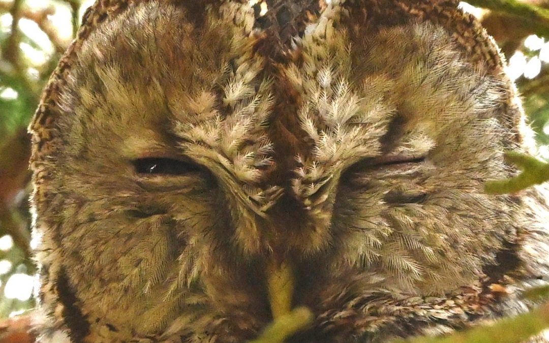 Kattuggla | Tawny Owl | Strix aluco