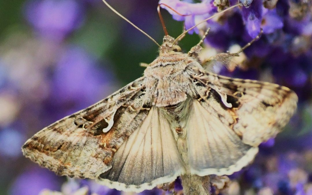 Gammafly | Autographa gamma