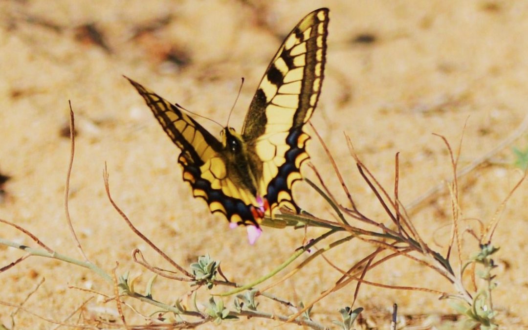 Makaonfjäril | Old world Swallowtail | Papilio machaon