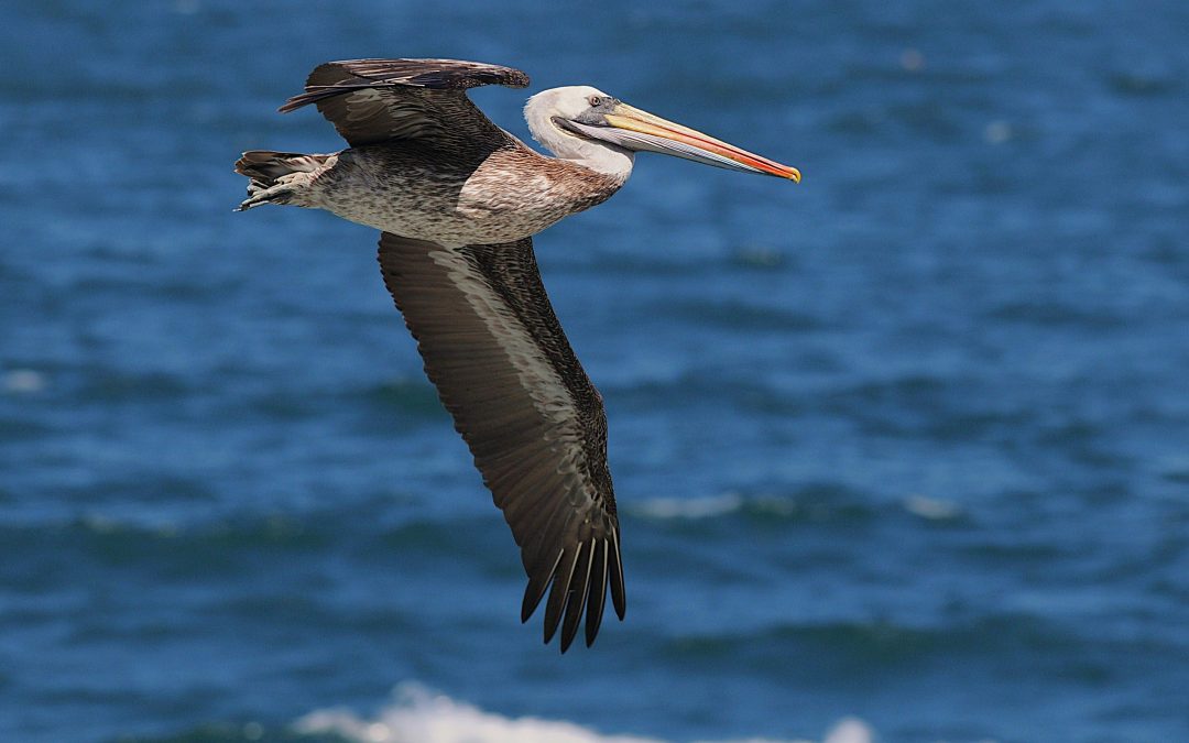 Pelícano | Peruvian Pelican | Pelecanus thagus