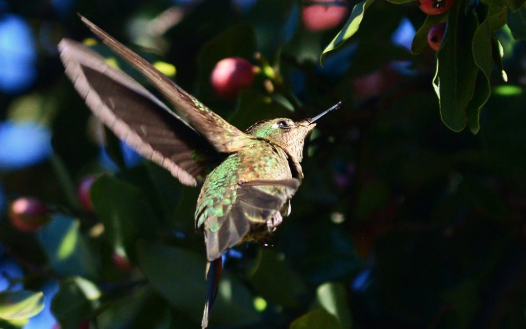 Picaflor chico | Green-backed Firecrown | Sephanoides sephaniodes