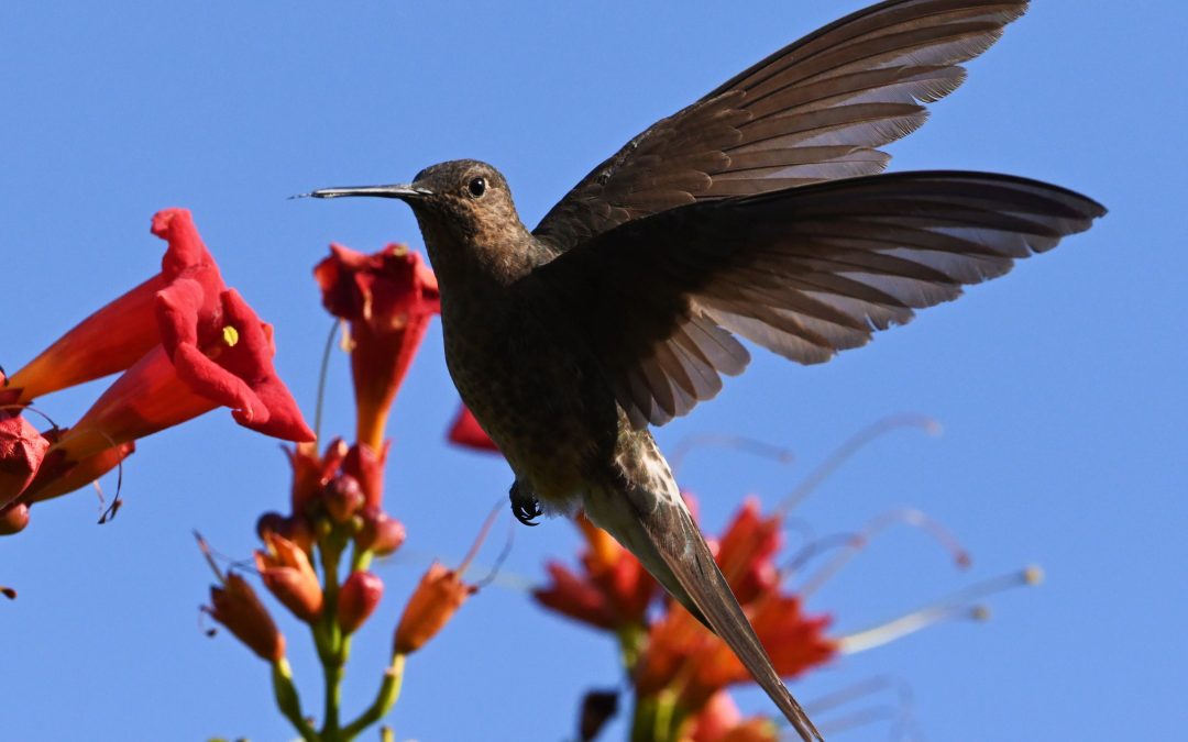 Picaflor gigante | Giant Hummingbird | Patagonas gigas