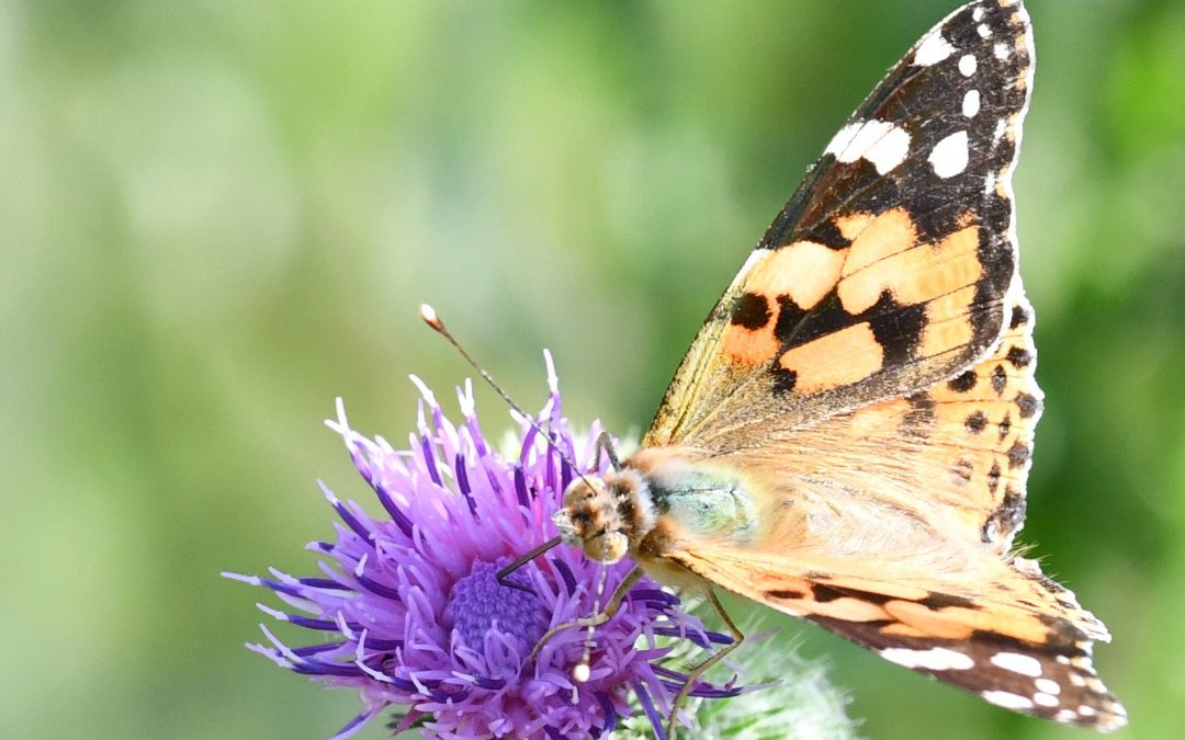 Tistelfjäril | Painted ladies | Cynthia cardui
