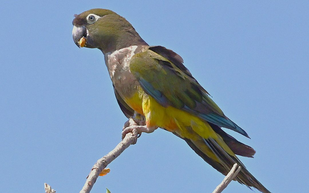 Tricahue | Burrowing Parrot (Parakeet) | Cyanoliseus patagonus