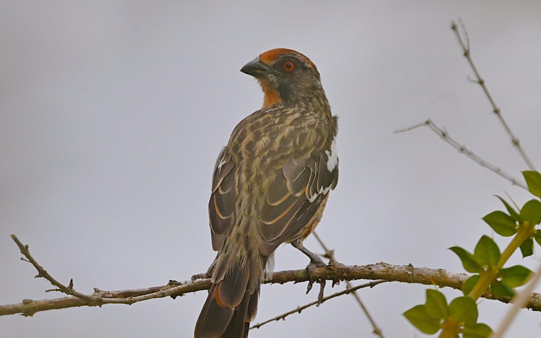Rara | Rufous-tailed Plantcutter | Phytotoma rara