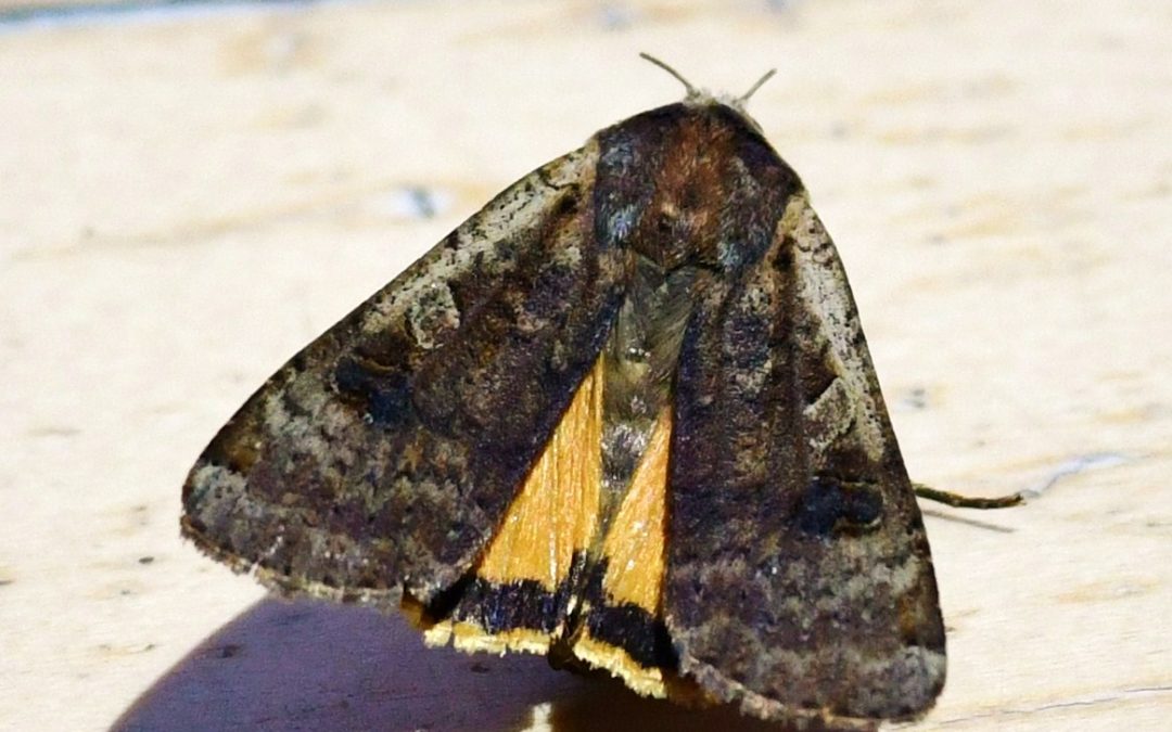 Allmänt bandfly | Noctua pronuba