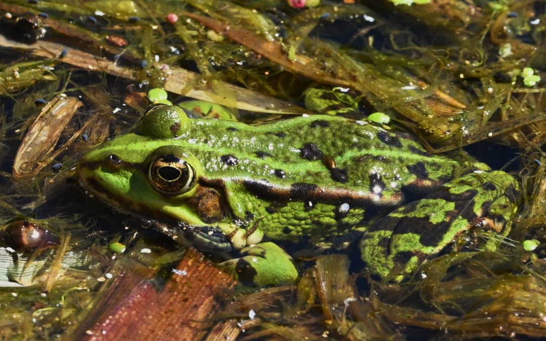 Ätlig groda | Pelophylax esculentus