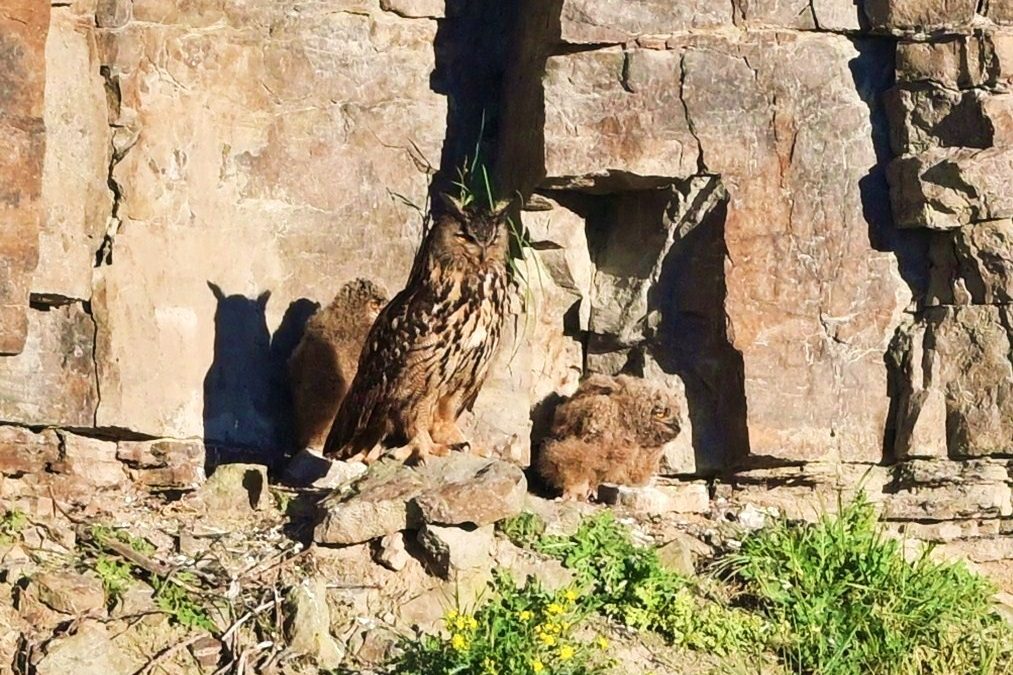 Berguv | Eurasian Eagle Owl | Bubo bubo