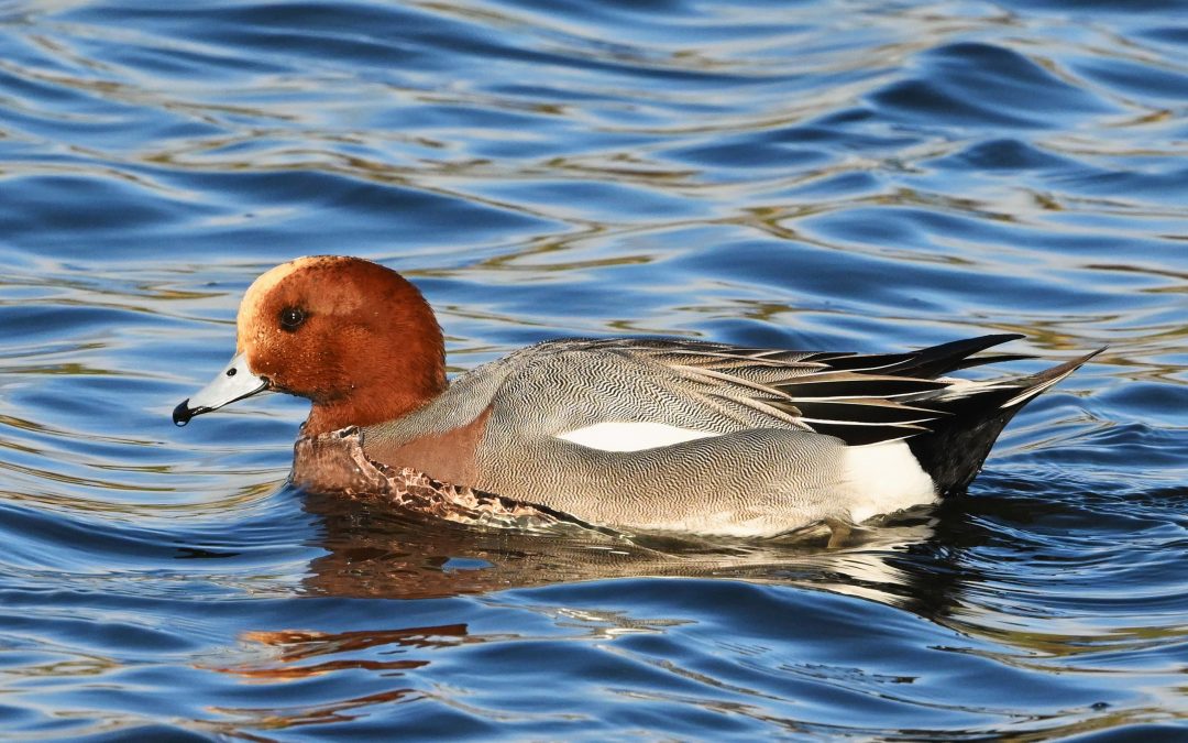 Bläsand | Eurasian Wigeon | Anas penelope