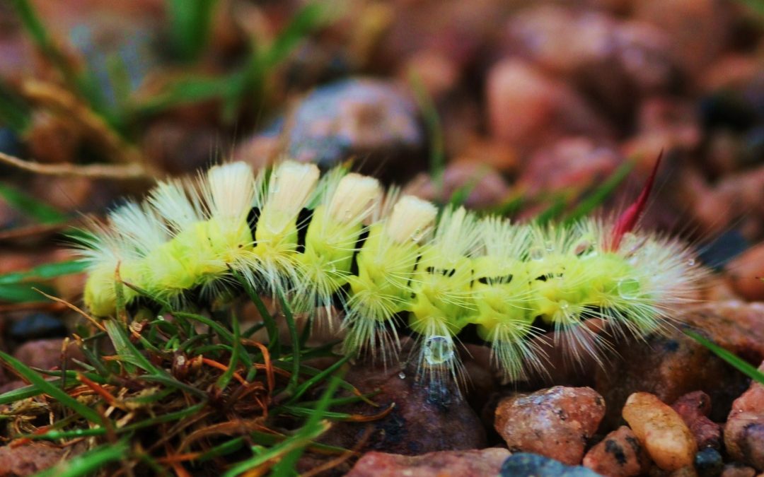 Bokspinnar larv | Calliteara pudibunda