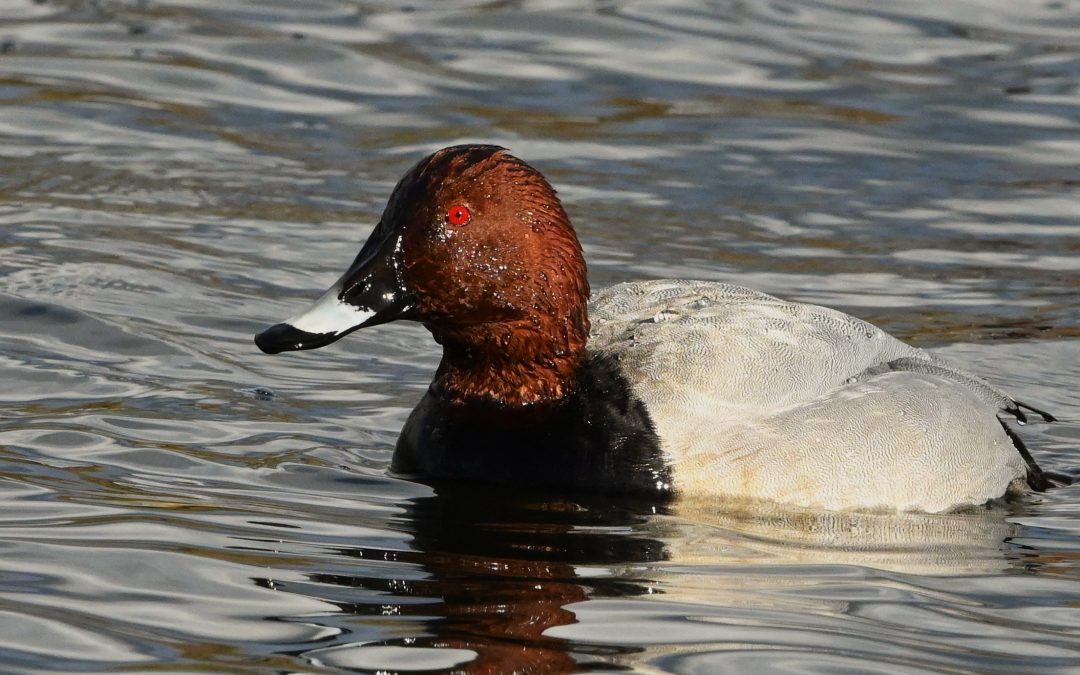 Brunand | Common Pochard | Aythya ferina