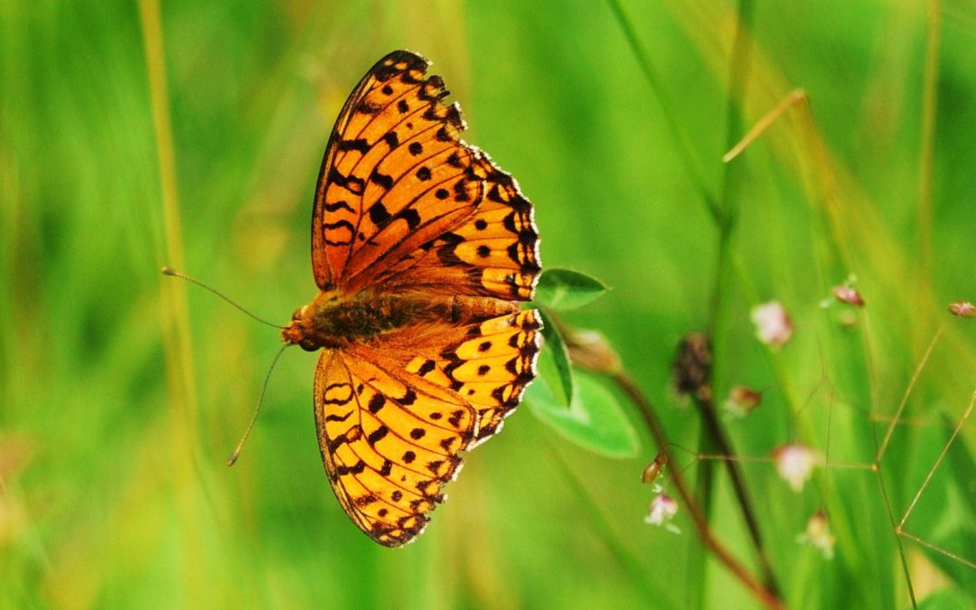 Brunfläckig pärlemorfjäril | Boloria selene