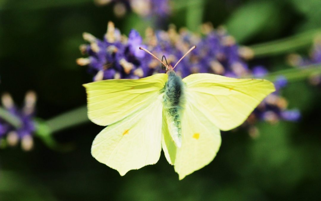 Citronfjäril | Gonepteryx rhamni