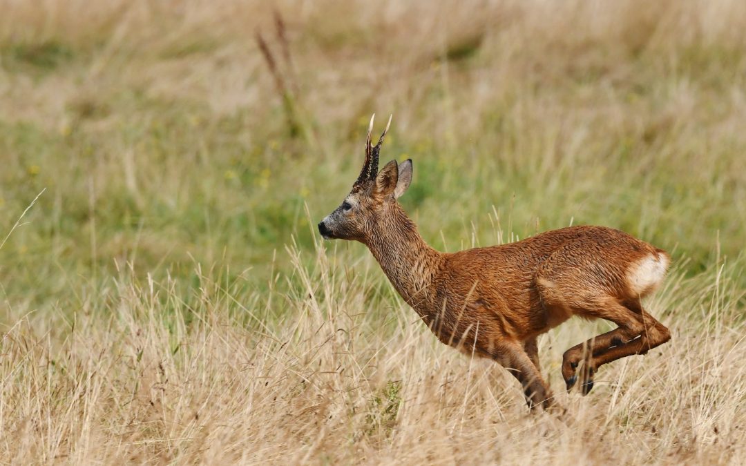 Rådjur | Capreolus capreolus