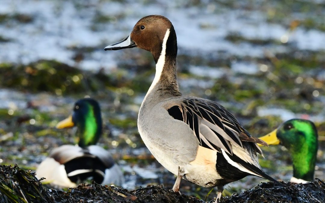 Stjärtand | Northern Pintail | Anas acuta