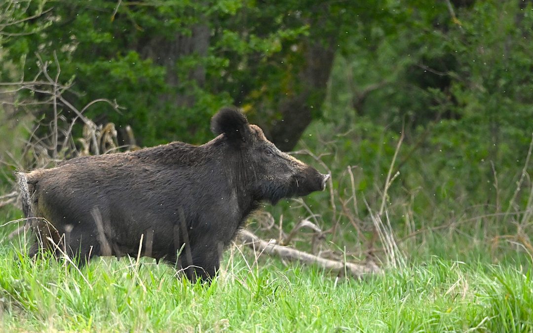 Vildsvin | Sus scrofa
