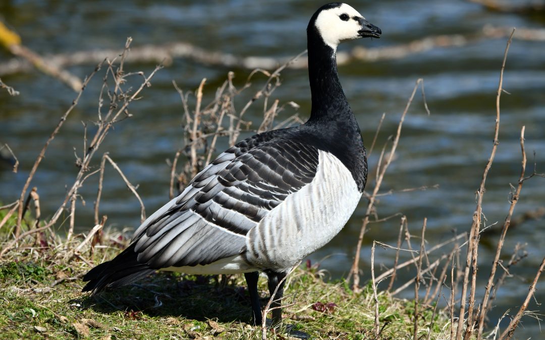 Vitkindad gås | Barnacle Goose | Branta leucopsis