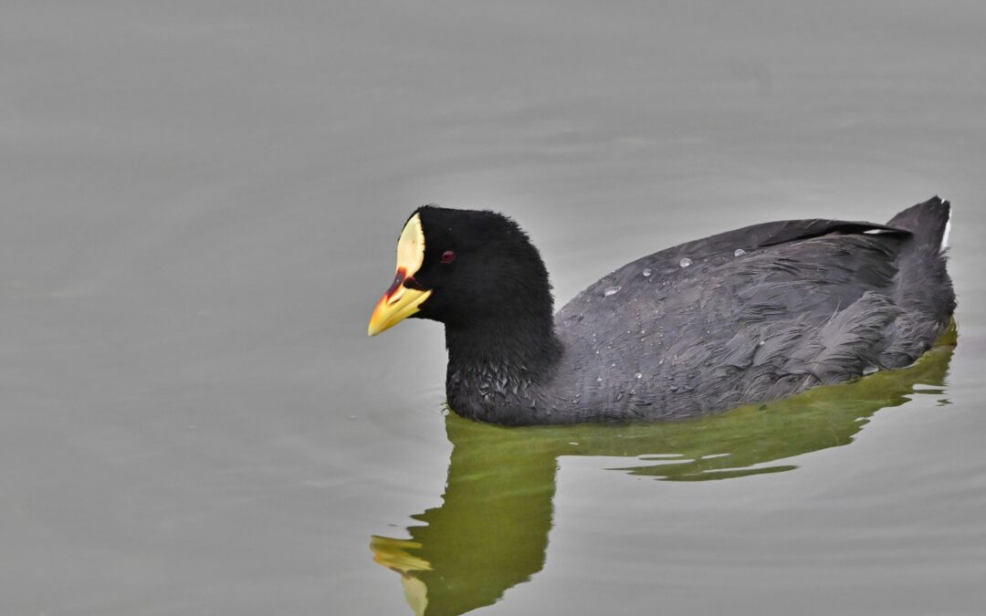 Tagua común | Red-gartered Coot | Fulica armillata