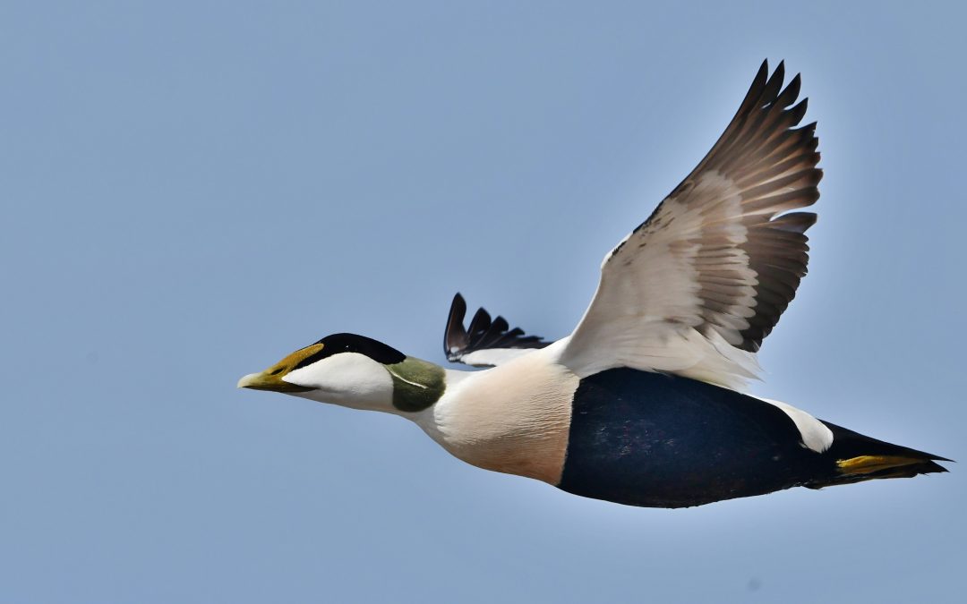 Ejder | Common Eider | Somateria mollissima