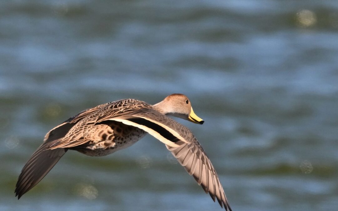 Pato jergón grande | Yellow-billed Pintail | Anas georgica