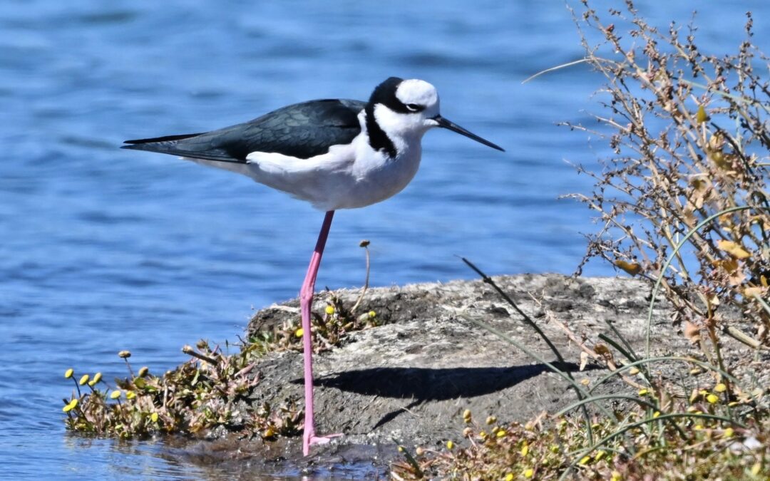 Perrito | Black-necked Stilt | Himantopus mexicanus