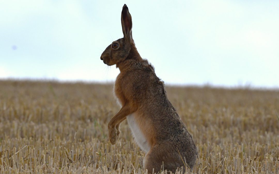 Fälthare | Lepus europaeus