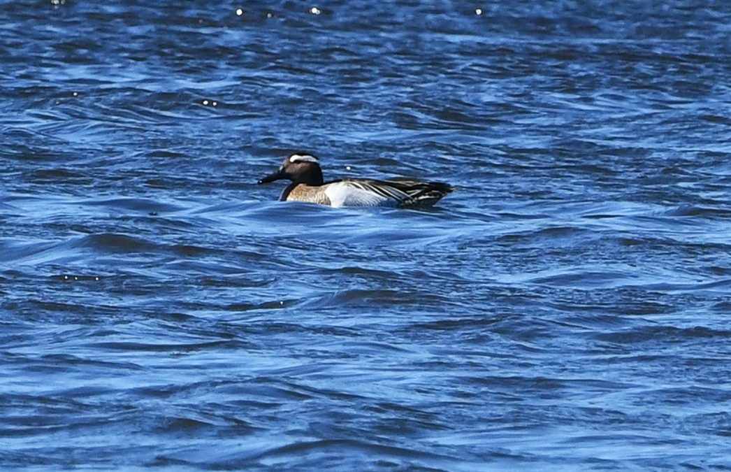 Årta | Garganey | Anas querquedula