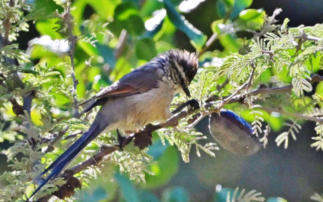 Tijeral | Plain-mantled Tit-Spinetail | Leptasthenura aegithaloides