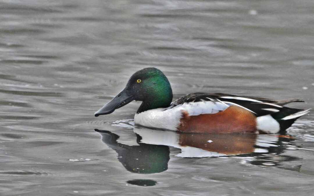 Skedand | Northern Shoveler | Anas clypeata