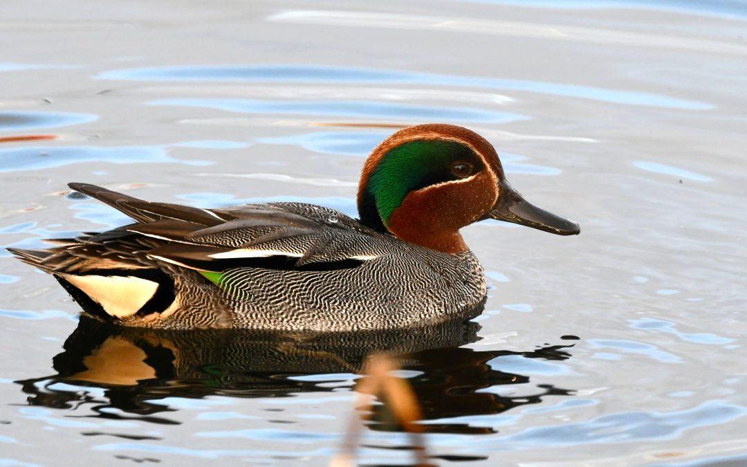 Kricka | Eurasian Teal | Anas crecca