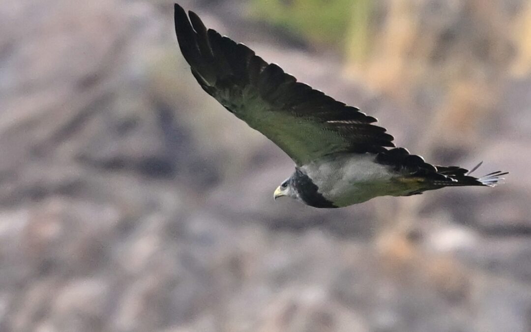 Aguila | Black-chested Buzzard-Eagle | Geranoaetus melanoleucus