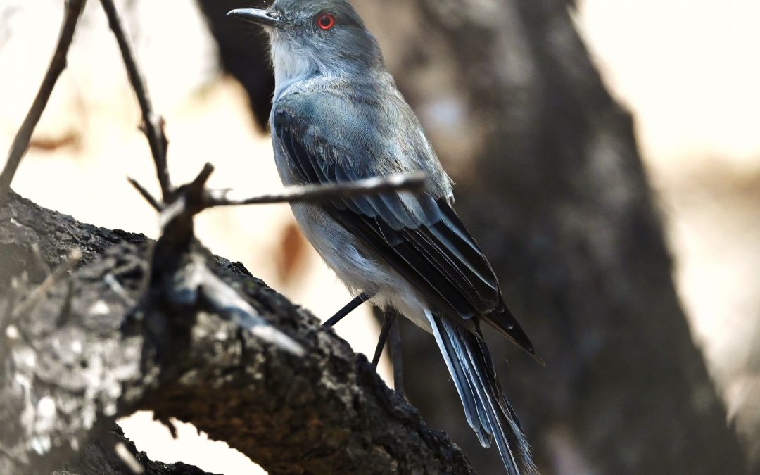 Diucón | Fire-eyed Diucon | Xolmis pyrope