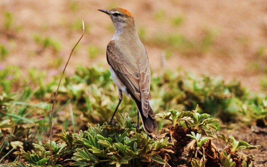 Dormilona de nuca rojiza | Rufous-naped Ground-Tyrant | Muscisaxicola rufivertex