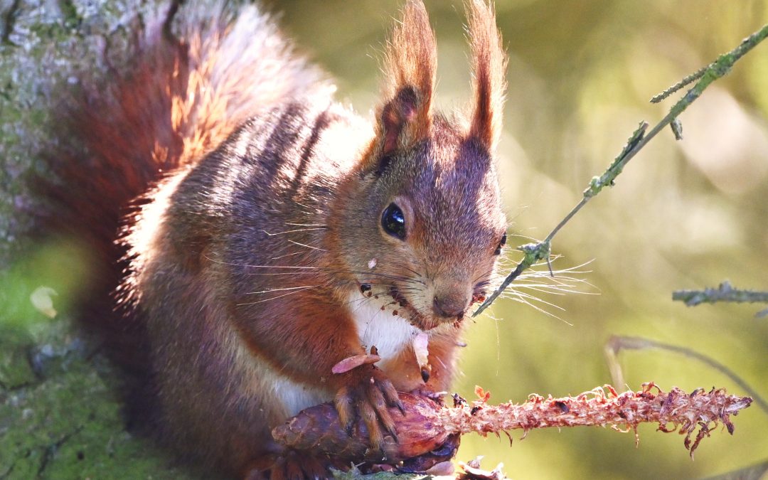 Ekorre | Sciurus vulgaris