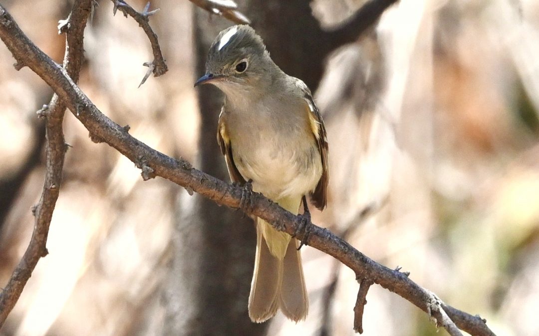 Fío-fío | White-crested Elaenia | Elaenia albiceps
