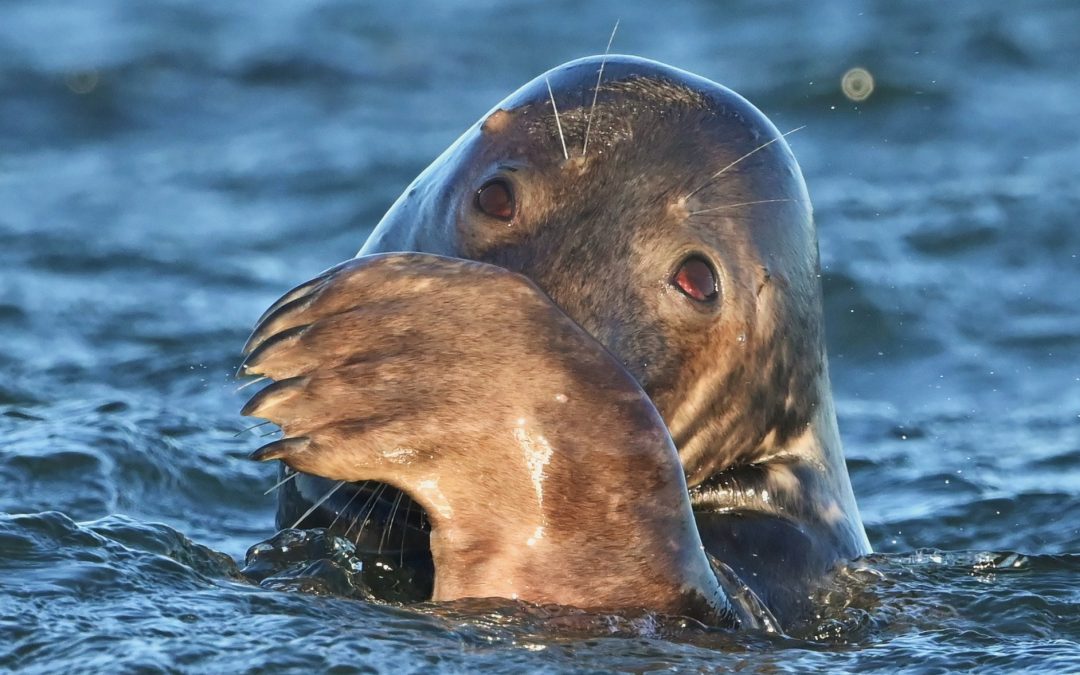 Gråsäl | Halichoerus grypus