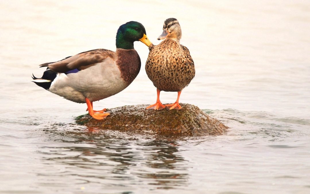 Gräsand | Mallard | Anas platyrhynchos