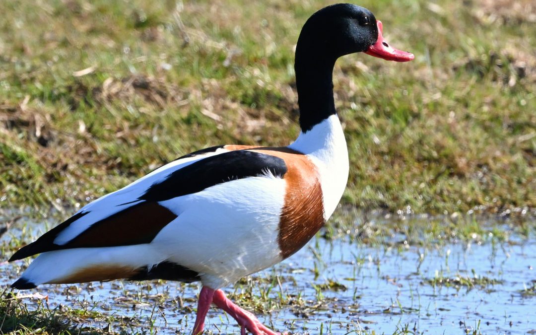 Gravand | Common Shelduck | Tadorna tadorna
