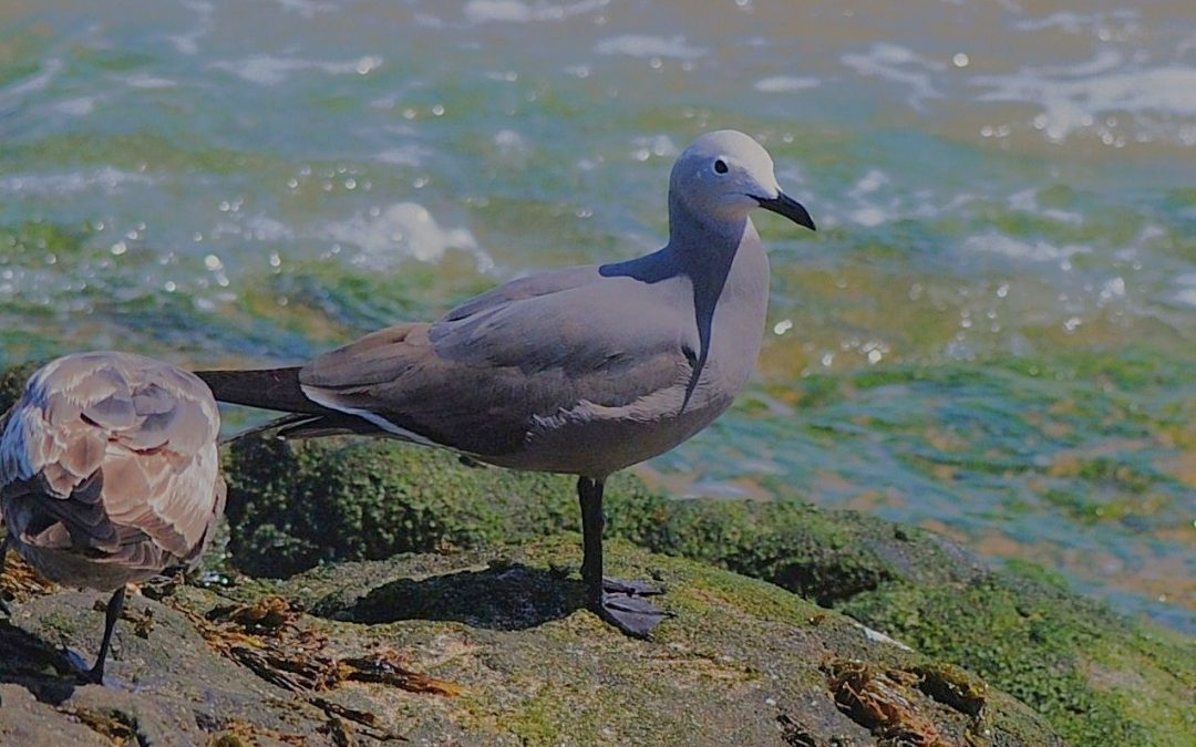 Gaviota garuma | Grey Gull | Leucophaeus modestus