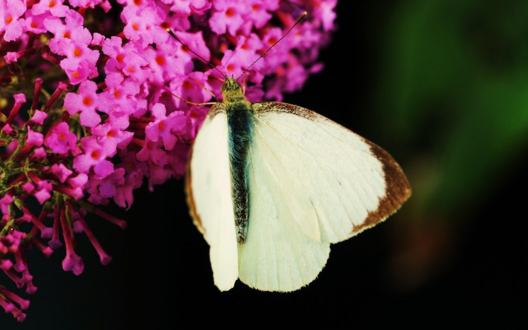 Kålfjäril | Pieris brassicae