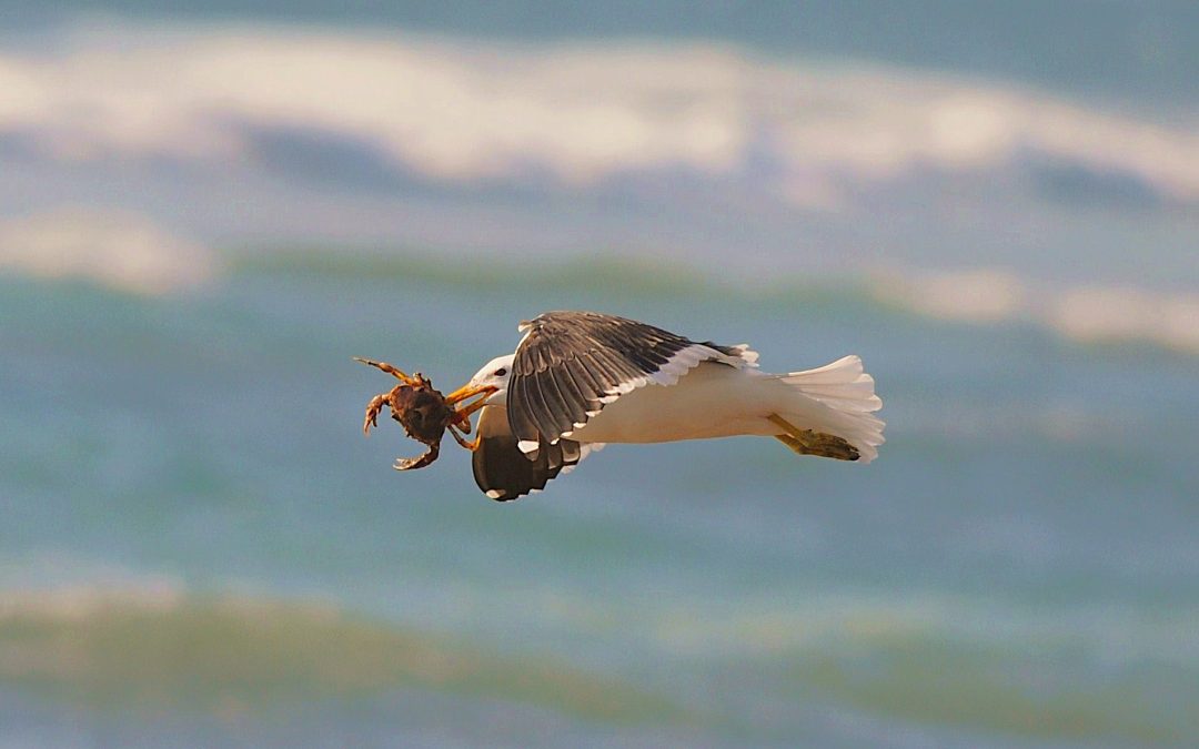 Gaviota dominicana | Kelp Gull | Larus dominicanus