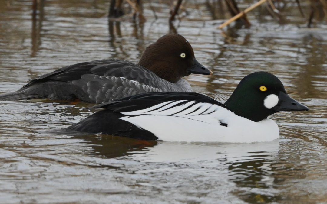 Knipa | Common Goldeneye | Bucephala clangula