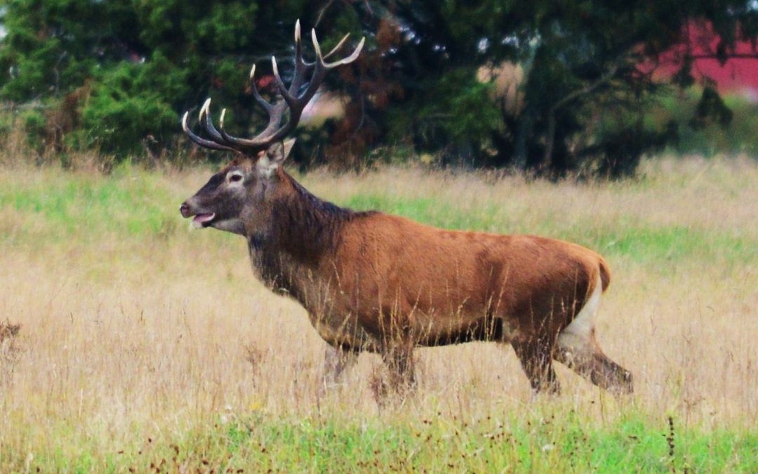 Kronhjort | Cervus elaphus