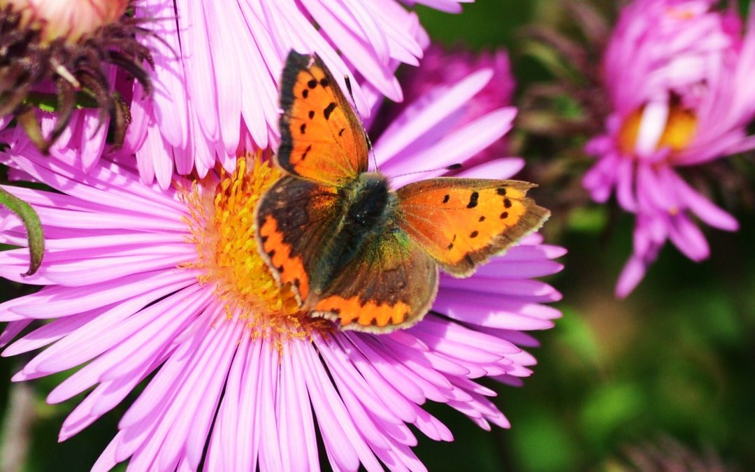 Liten guldvinge | Lycaena phlaeas