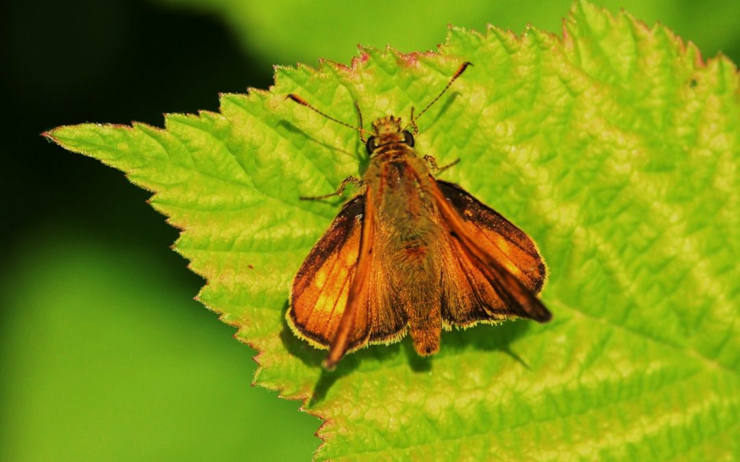 Liten tåtelsmygare | Thymelicus lineola