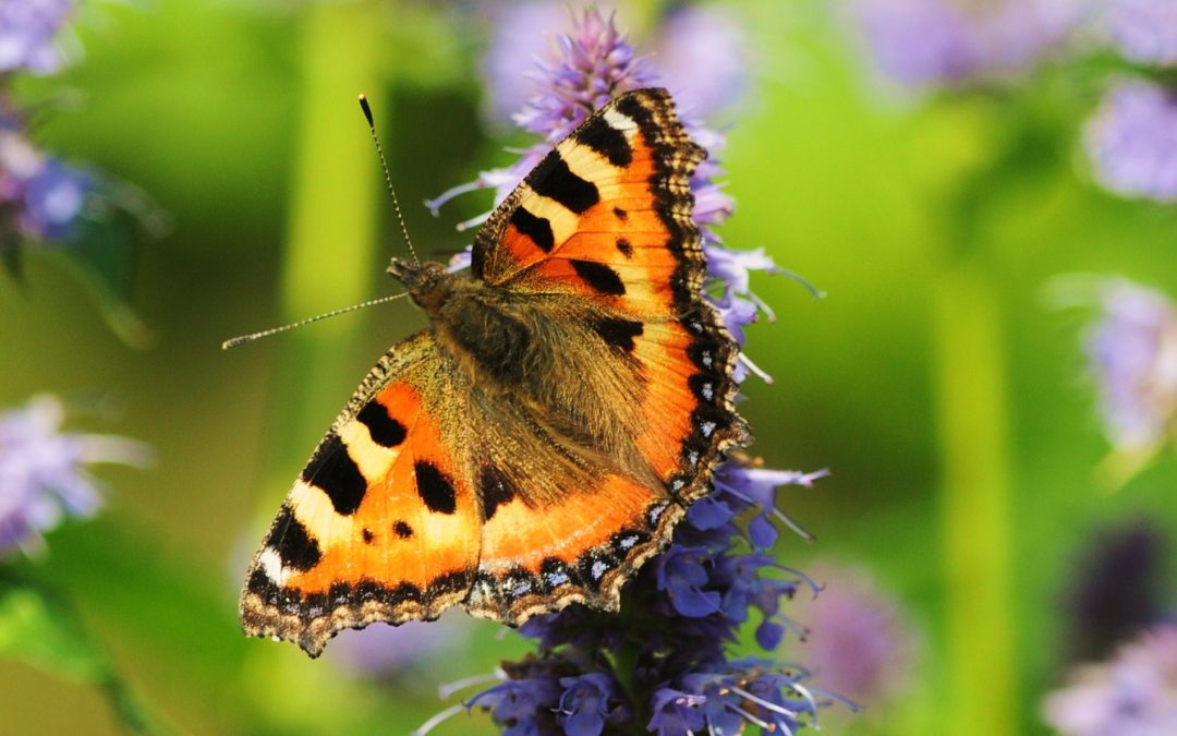 Nässelfjäril | Small Tortoiseshell | Aglais urticae