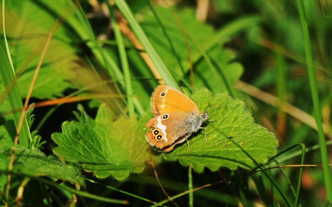 Pärlgräsfjäril | Coenonympha arcania
