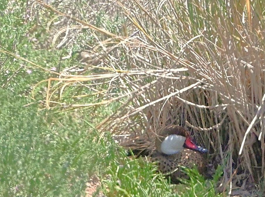 Pato gargantillo | White-cheeked Pintail | Anas bahamensis